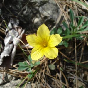 Photographie n°693149 du taxon Linum campanulatum L. [1753]