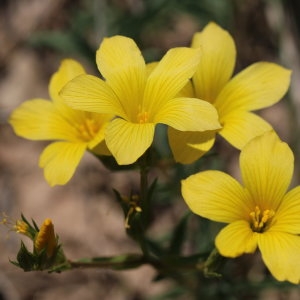 Photographie n°693156 du taxon Linum campanulatum L. [1753]