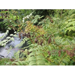 Sorbaria sorbifolia (L.) A.Braun (Sorbaire à feuilles de sorbier)