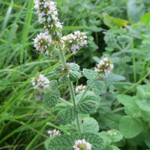 Photographie n°693173 du taxon Mentha suaveolens Ehrh. [1792]