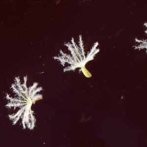 Photographie n°693210 du taxon Valeriana officinalis L. [1753]