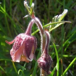 Photographie n°693265 du taxon Geum rivale L. [1753]