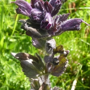 Photographie n°693282 du taxon Bartsia alpina L.