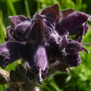 Photographie n°693284 du taxon Bartsia alpina L.