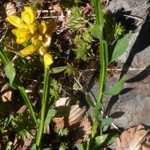 Photographie n°693298 du taxon Genista sagittalis L.