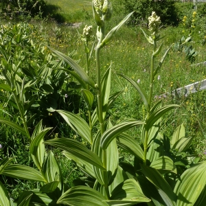 Photographie n°693303 du taxon Veratrum album L.