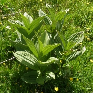 Photographie n°693305 du taxon Veratrum album L.