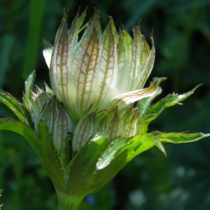 Photographie n°693315 du taxon Astrantia major L.