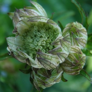 Photographie n°693316 du taxon Astrantia major L.