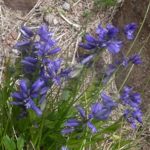 Photographie n°693352 du taxon Polygala vulgaris L. [1753]