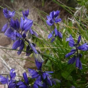 Photographie n°693353 du taxon Polygala vulgaris L. [1753]