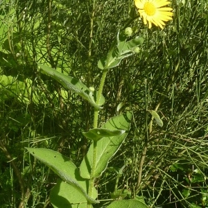 Photographie n°693362 du taxon Doronicum austriacum Jacq. [1774]