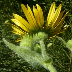 Photographie n°693363 du taxon Doronicum austriacum Jacq. [1774]