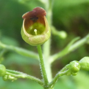 Photographie n°693397 du taxon Scrophularia nodosa L. [1753]