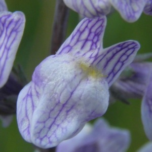 Photographie n°693402 du taxon Linaria repens (L.) Mill. [1768]