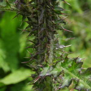 Photographie n°693407 du taxon Cirsium palustre (L.) Scop. [1772]