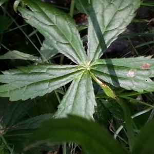 Photographie n°693412 du taxon Astrantia major L.