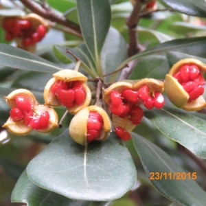 Photographie n°693416 du taxon Pittosporum tobira (Thunb.) W.T.Aiton [1811]