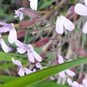 Photographie n°693437 du taxon Saponaria ocymoides L.