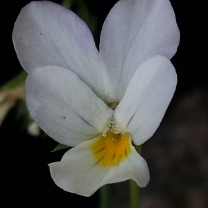 Photographie n°693442 du taxon Viola arvensis Murray [1770]