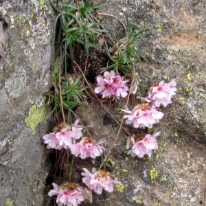 Photographie n°693500 du taxon Armeria multiceps Wallr. [1844]