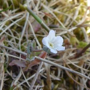 Photographie n°693567 du taxon Omphalodes littoralis Lehm. [1818]