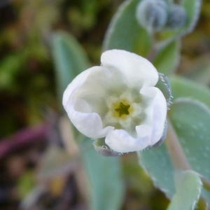 Photographie n°693569 du taxon Omphalodes littoralis Lehm. [1818]