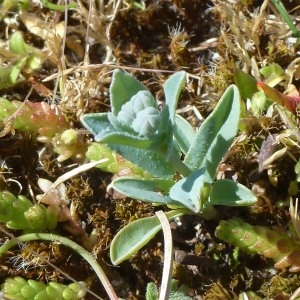 Photographie n°693570 du taxon Omphalodes littoralis Lehm. [1818]