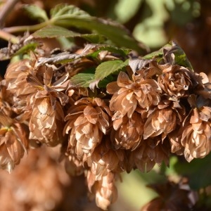 Photographie n°693606 du taxon Humulus lupulus L. [1753]