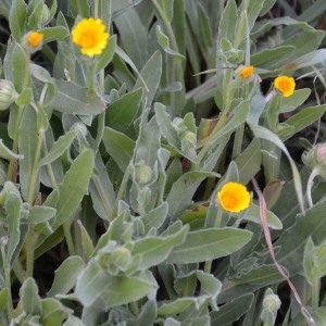 Photographie n°693610 du taxon Calendula arvensis L. [1763]