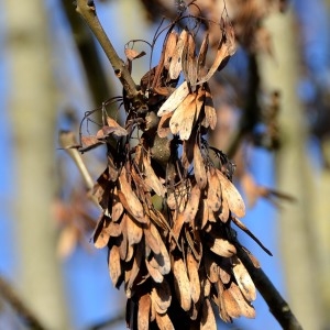 Photographie n°693637 du taxon Fraxinus excelsior L. [1753]