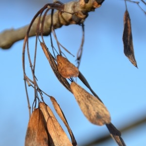 Photographie n°693638 du taxon Fraxinus excelsior L. [1753]