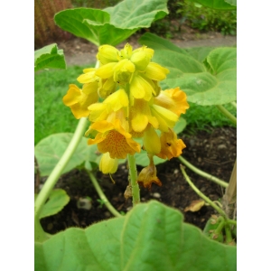 Ibicella lutea (Lindl.) Van Eselt. (Yellow-flower Devil's-claw)