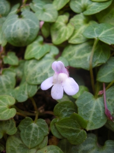 Yoan Martin, le  4 août 2009