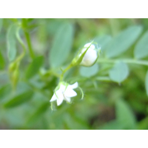 Lens culinaris var. disperma (Roxb.) P.Fourn. (Lentille)