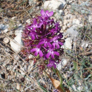 Photographie n°697336 du taxon Anacamptis pyramidalis (L.) Rich. [1817]