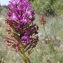  Jean- Marie Martig - Anacamptis pyramidalis (L.) Rich. [1817]