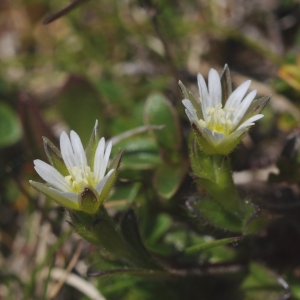Photographie n°707421 du taxon Cerastium pumilum Curtis [1777]