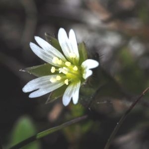 Photographie n°707423 du taxon Cerastium pumilum Curtis [1777]