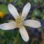  Yoan Martin - Citrus limon (L.) Burm.f. [1768]
