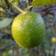  Yoan Martin - Citrus limon (L.) Burm.f. [1768]