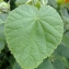  Yoan Martin - Abutilon theophrasti Medik.