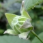  Yoan Martin - Abutilon theophrasti Medik.