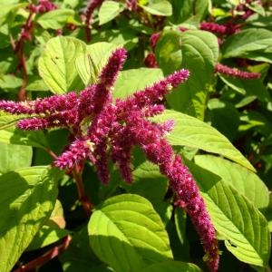 Amaranthus caudatus L. (Amarante queue-de-renard)