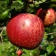  Yoan Martin - Malus domestica Borkh. [1803]