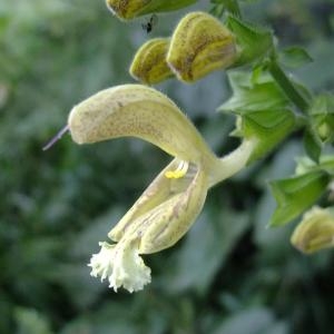 Salvia nubicola Benth. (Sauge glutineuse)