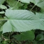  Yoan Martin - Salvia glutinosa L.