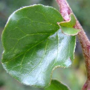 Cotoneaster nanshan A.Vilm. & Millet ex Millet (Cotonéaster)