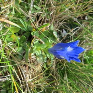 Photographie n°713324 du taxon Gentiana acaulis L. [1753]