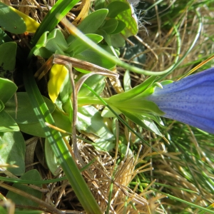 Photographie n°713326 du taxon Gentiana acaulis L. [1753]